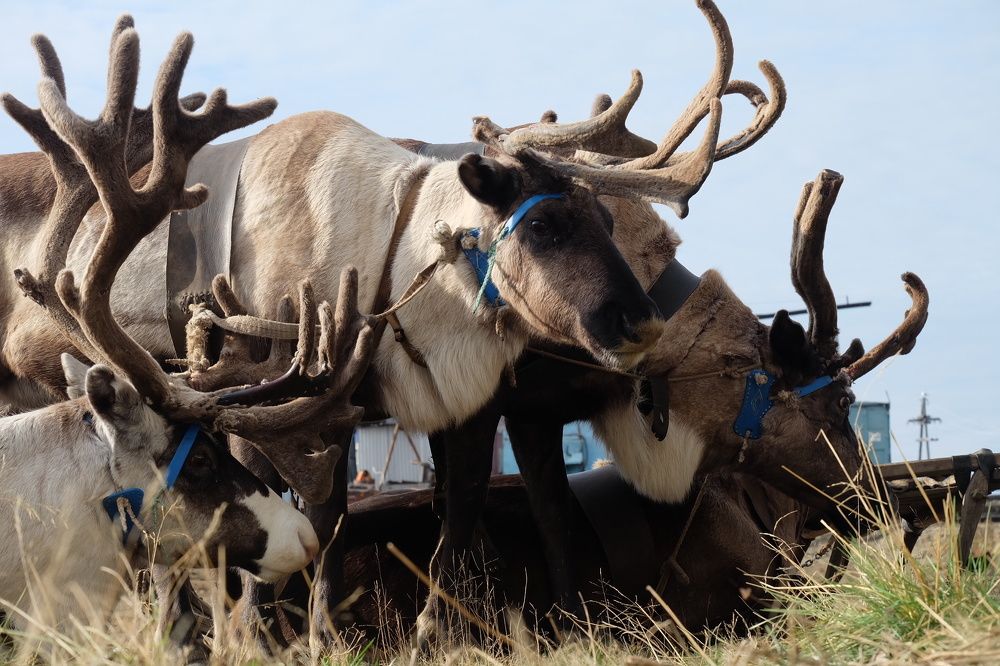 Дикие, но домашние