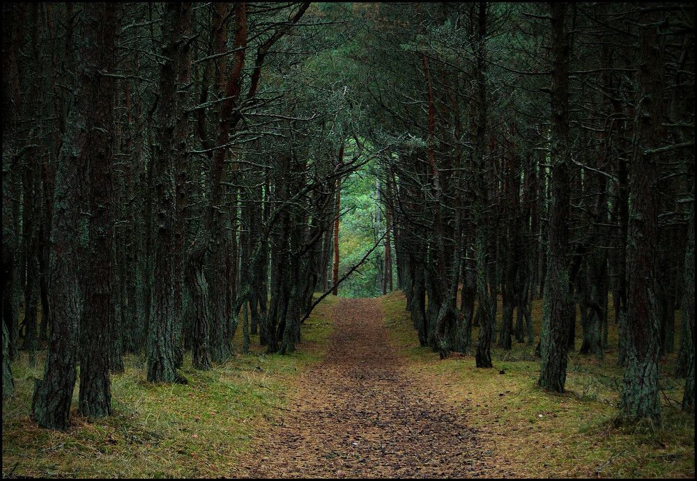 Танцующий Лес