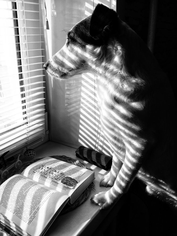 Пёс и книга...