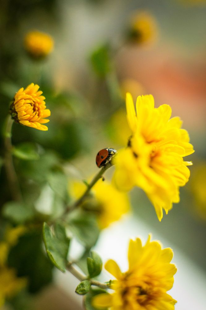 Божья коровка на цветке