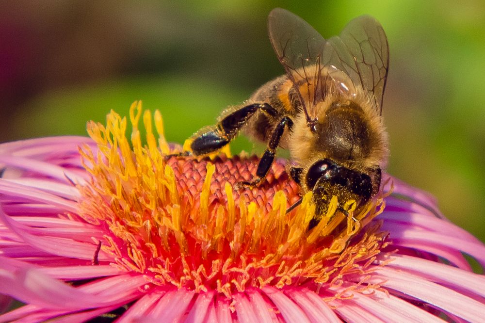 Сборы нектара