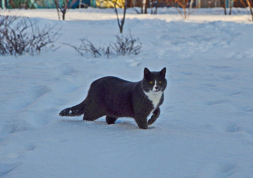 Эх, валенки дома забыл!