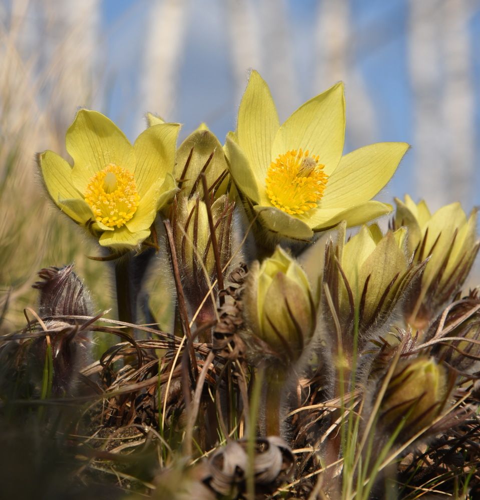 Весна пришла!