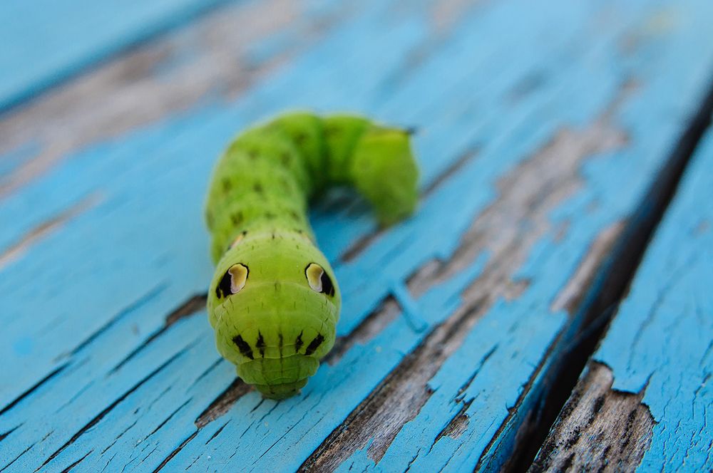 Инопланетянин