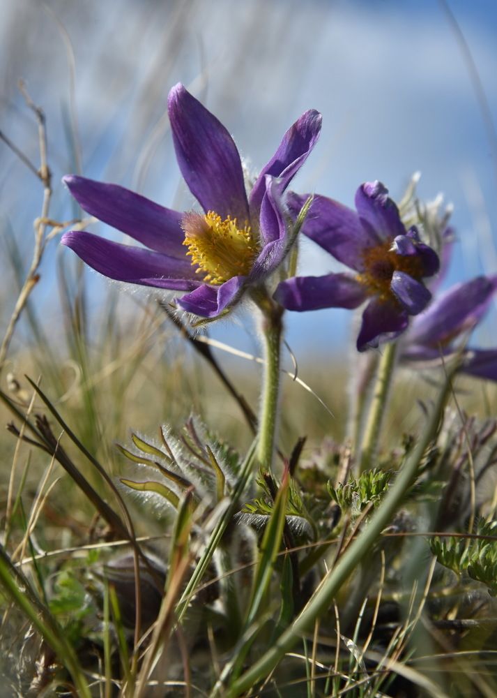 Весною появились и к солнцу устремились.