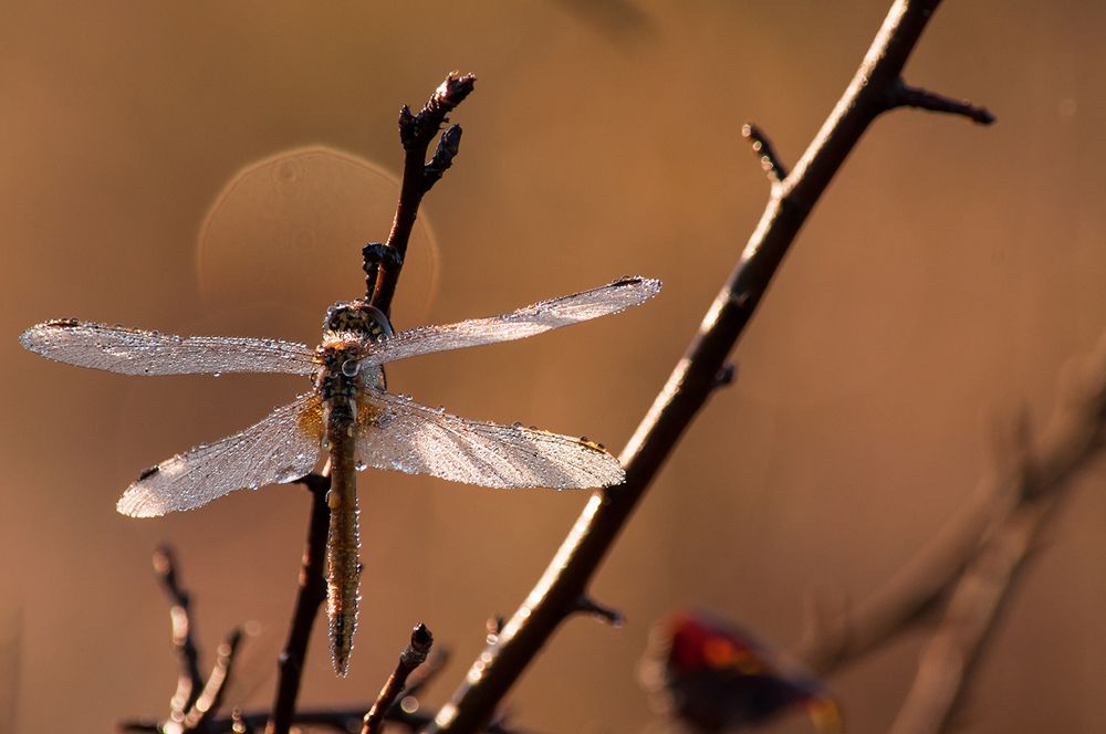 Стрекоза и восход солнца