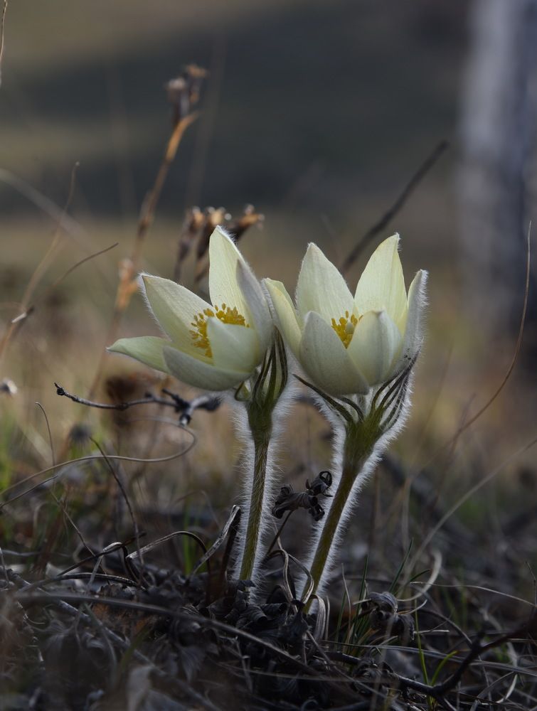 Двое из ларца.