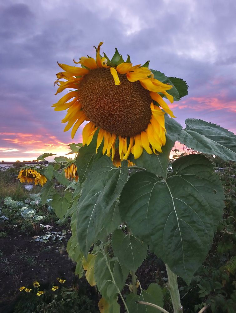 Подсолнухи на закате.