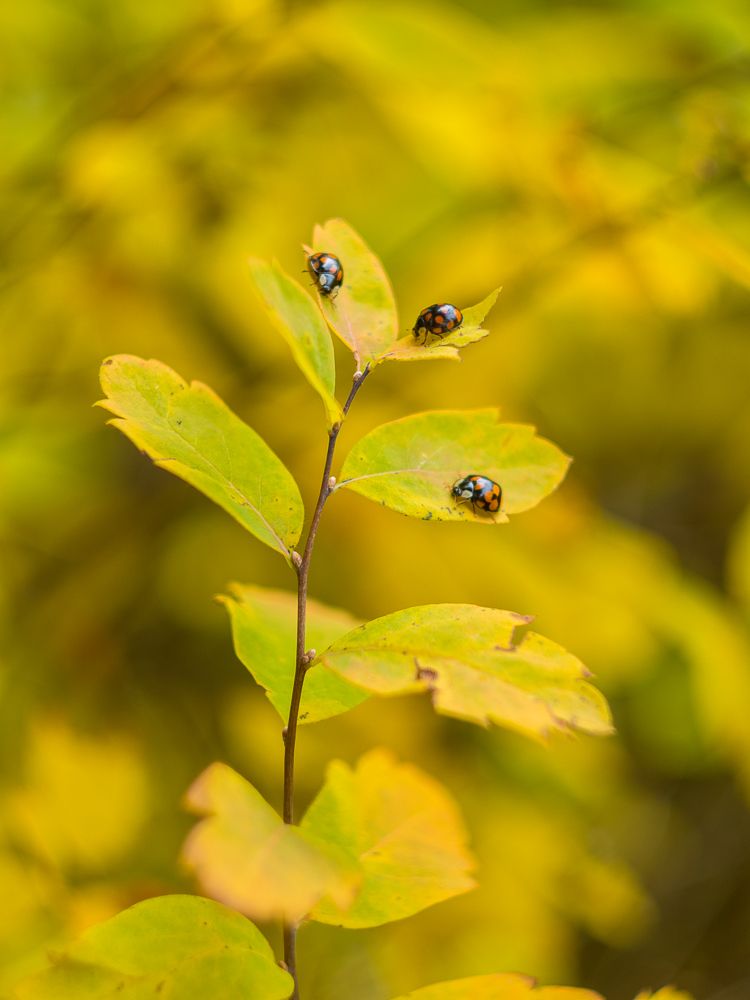 На исходе лета