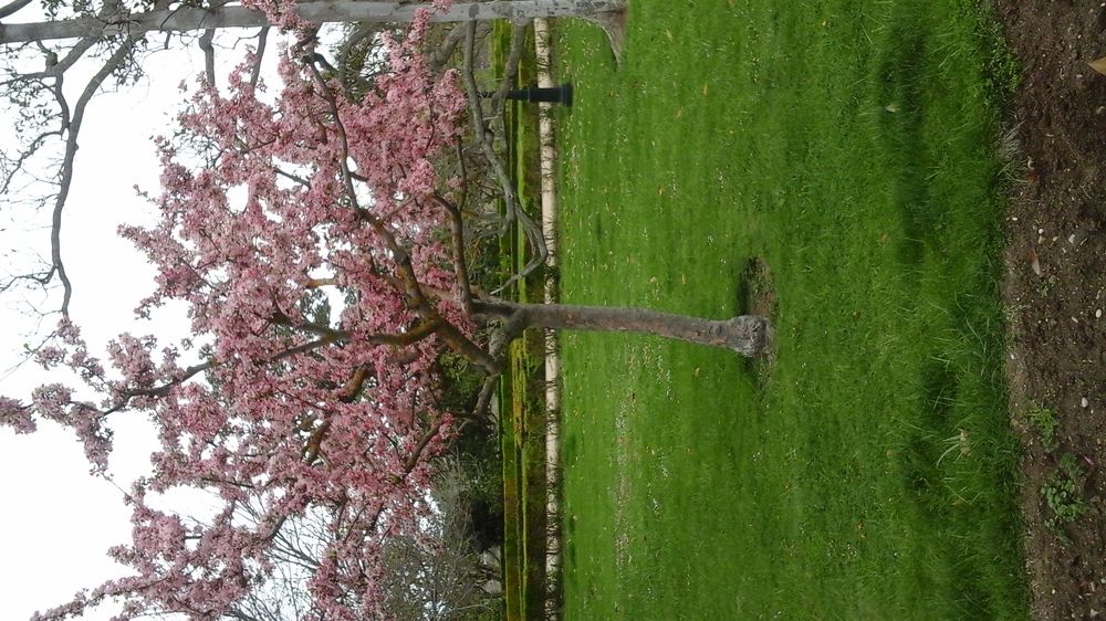 Земляничное дерево.