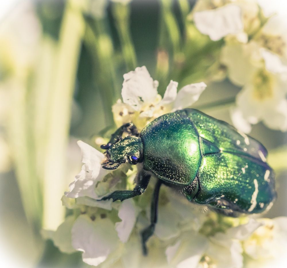 Green beetle
