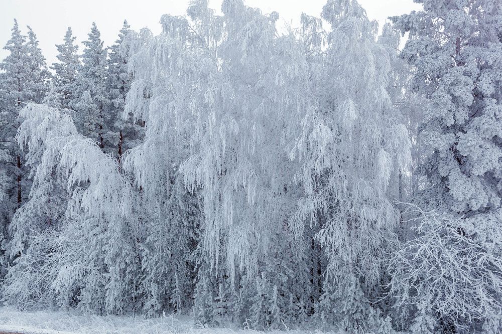 Зимушка-зима