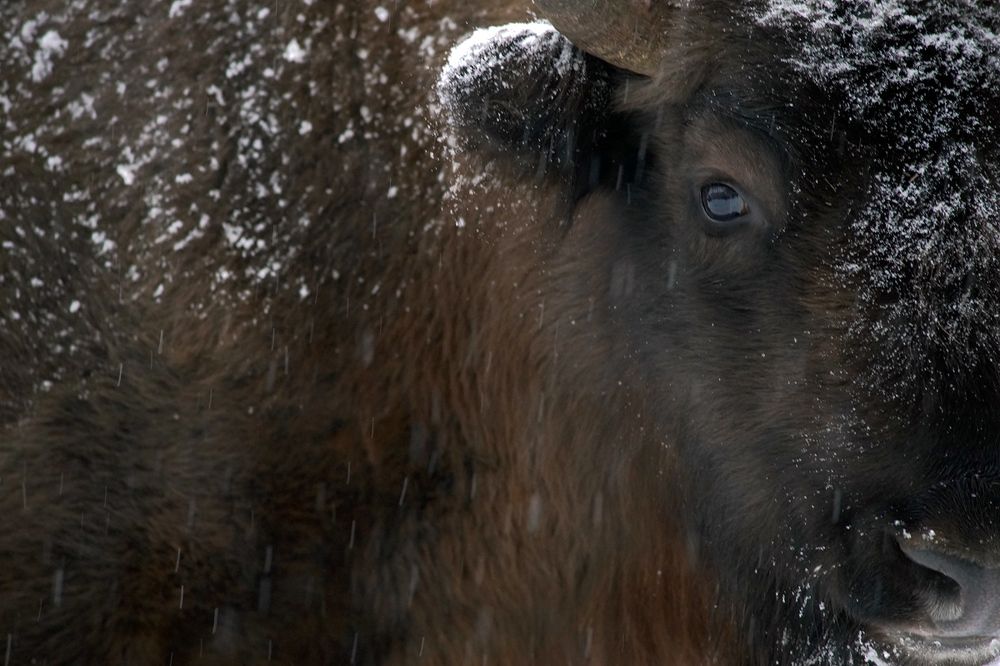 Зимний зубр.