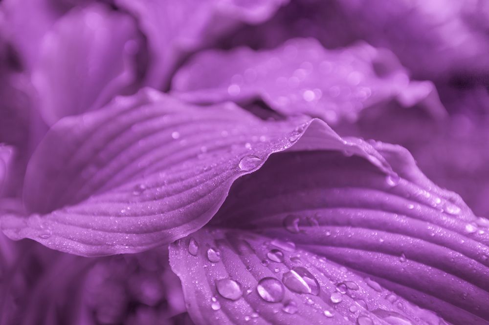Leaves Host Drops Rain Close-up