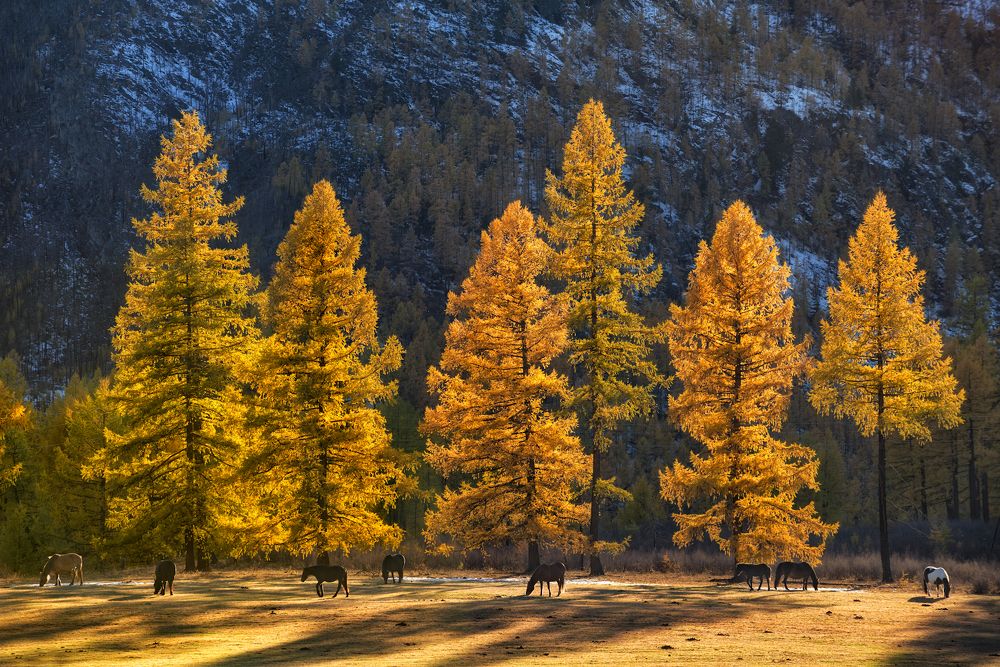 Золото Саян.