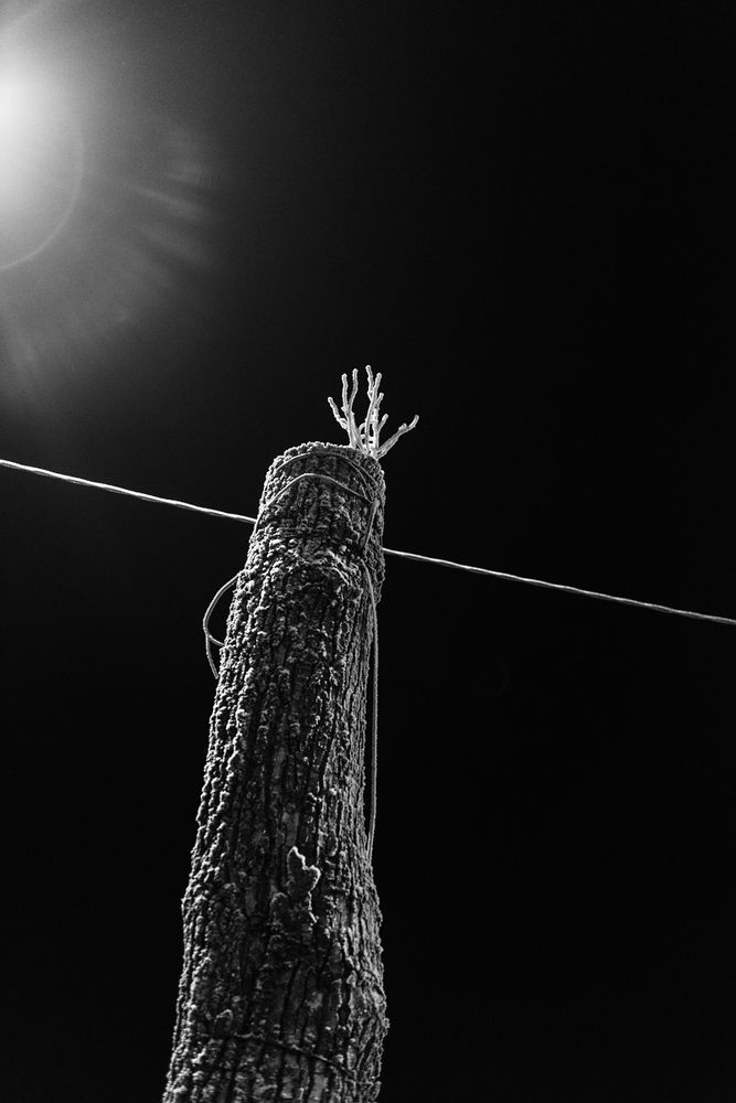 Зимняя графика деревьев ночью в свете фонарей