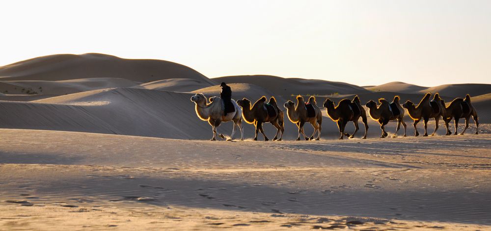 The Desert and Camels