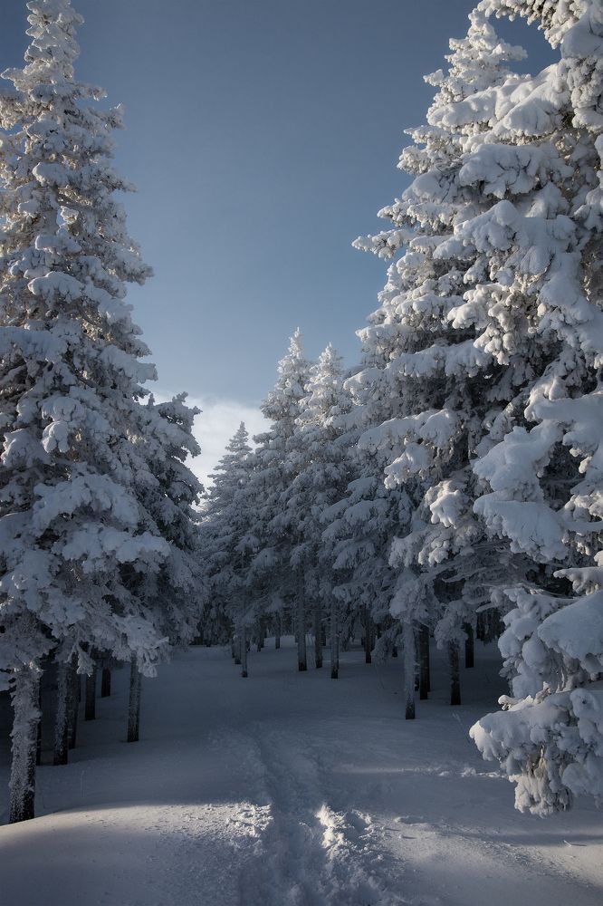 Лесными дорогами