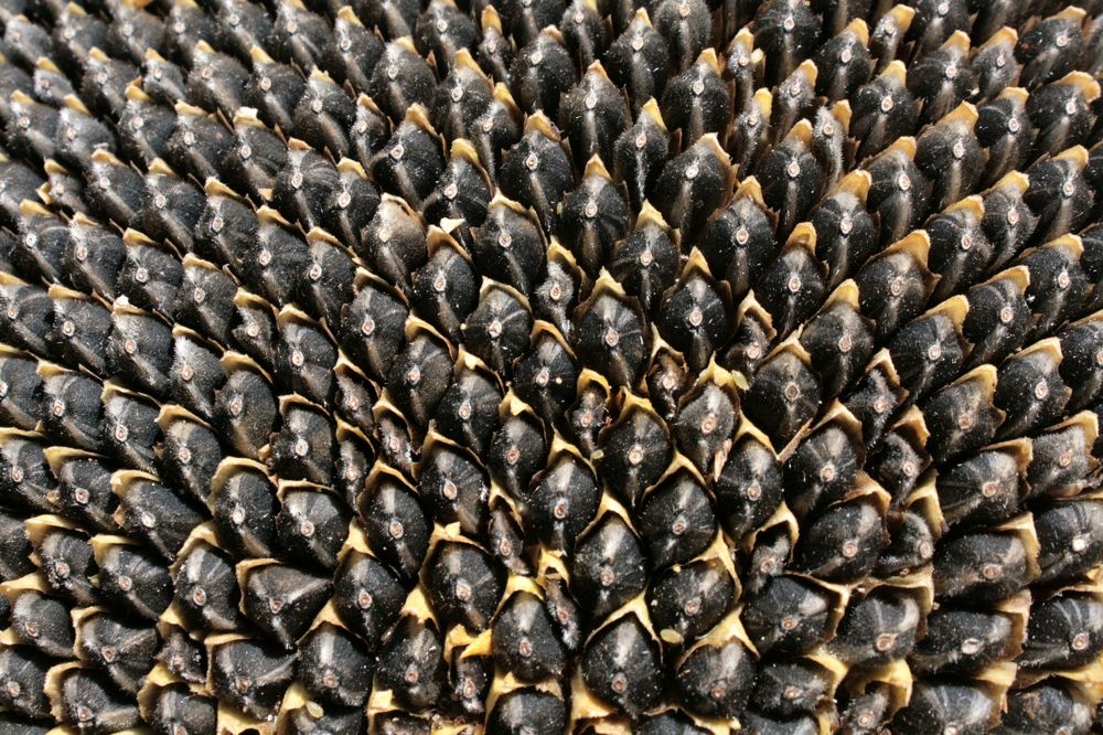 Sunflower seeds. In the natural state before processing.