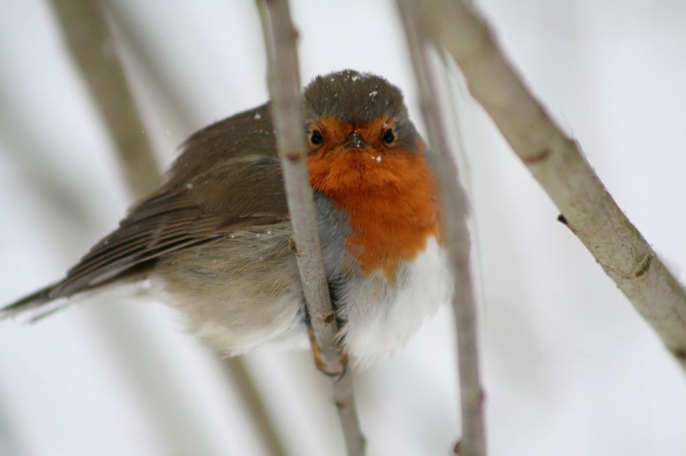 A bird with a breast of orange color, sits on a branch.