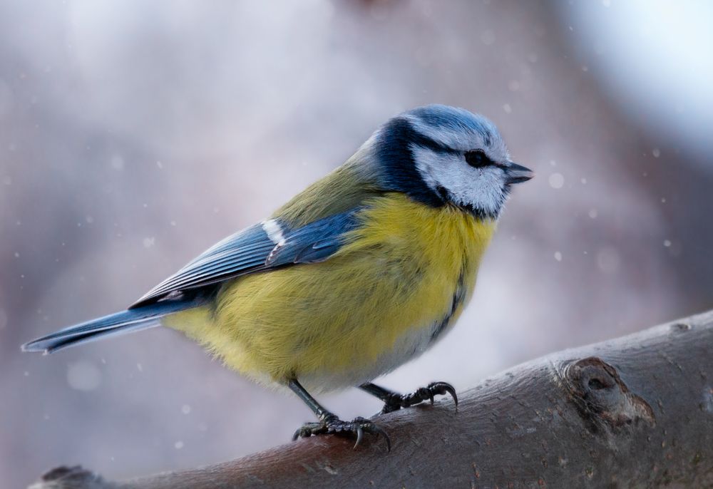 Photograph by Людмила Гудина