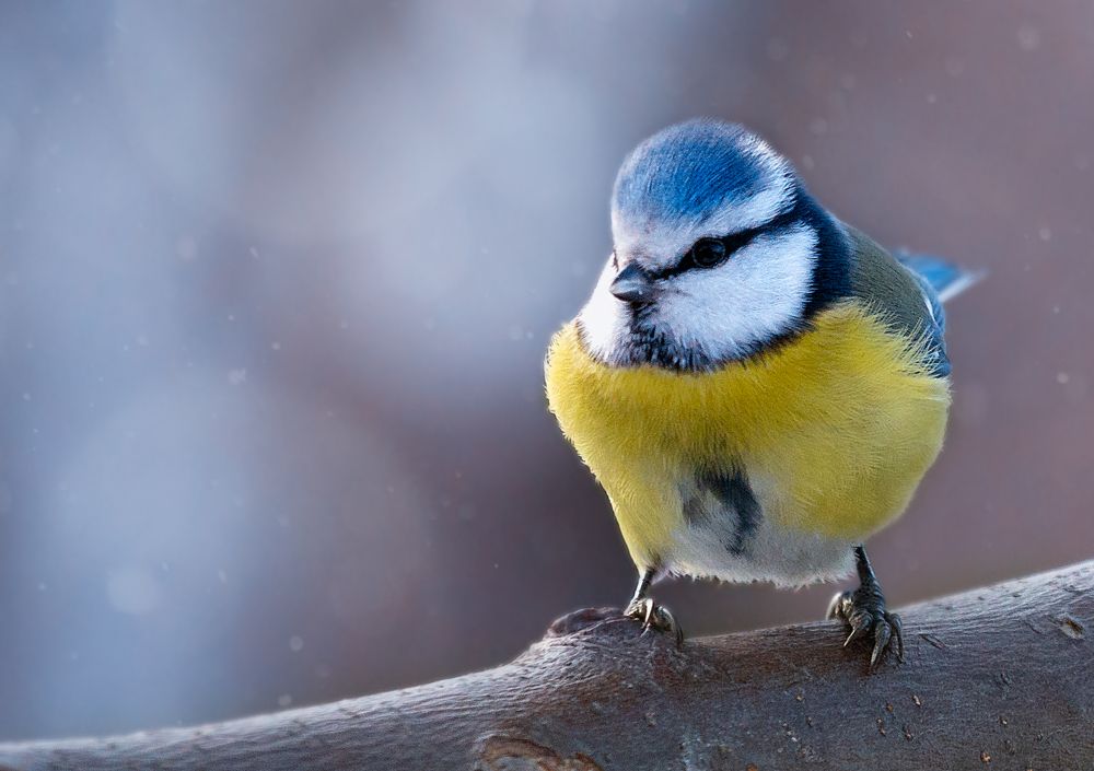 Photograph by Людмила Гудина