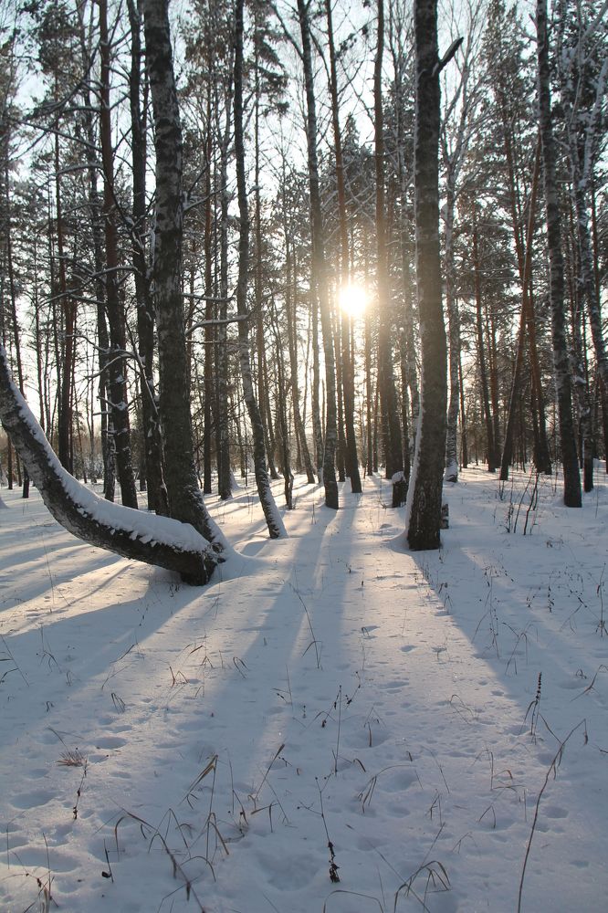 Зимнее солнце
