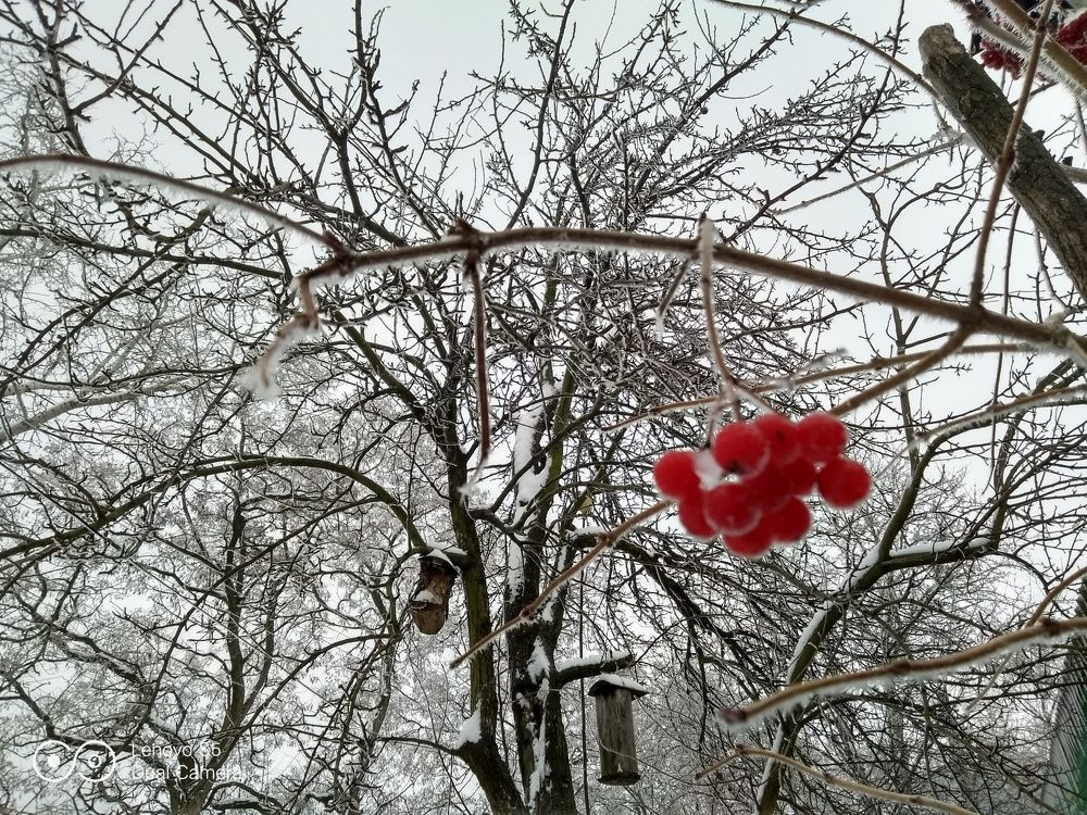 Ягодки