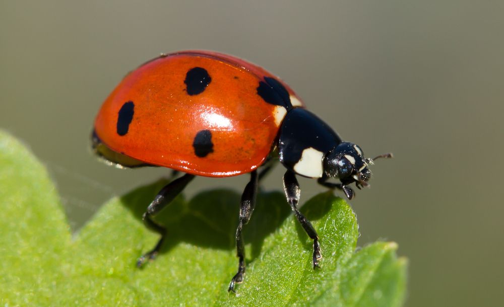 Photograph by Сергей Тригуб