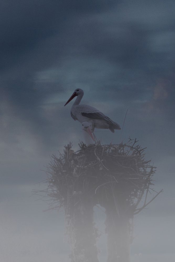 Аисты и туман