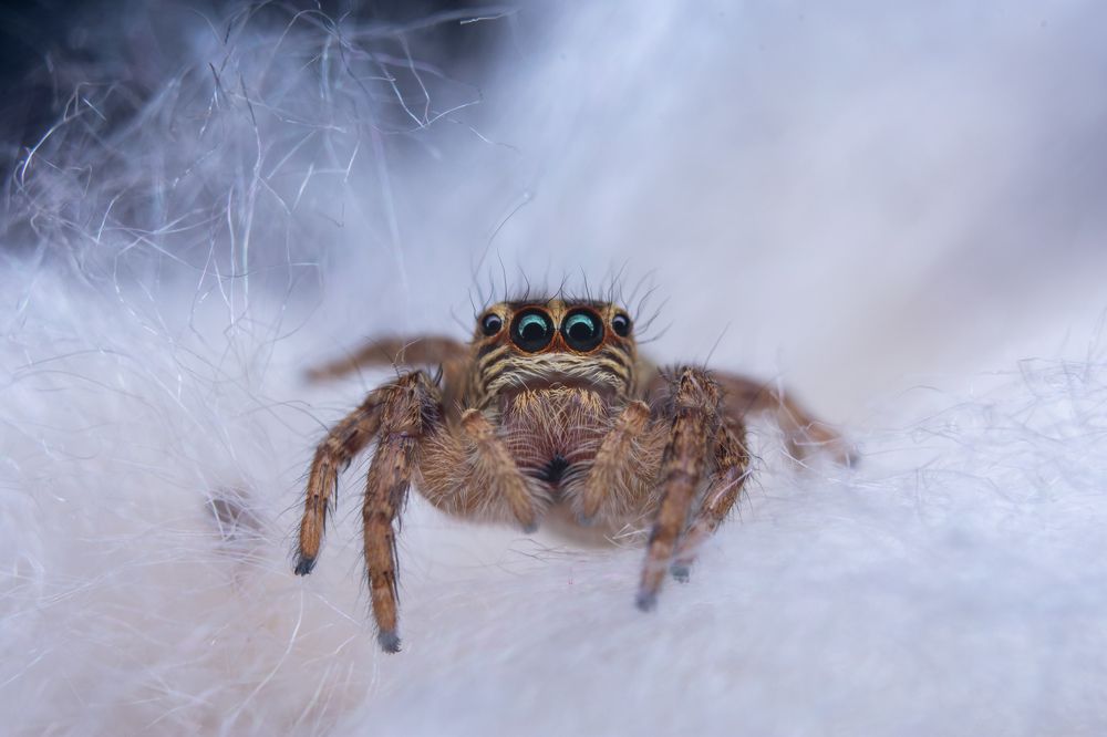 jumping spider in white