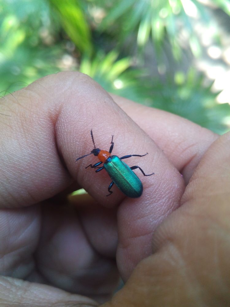 Colorful Bug