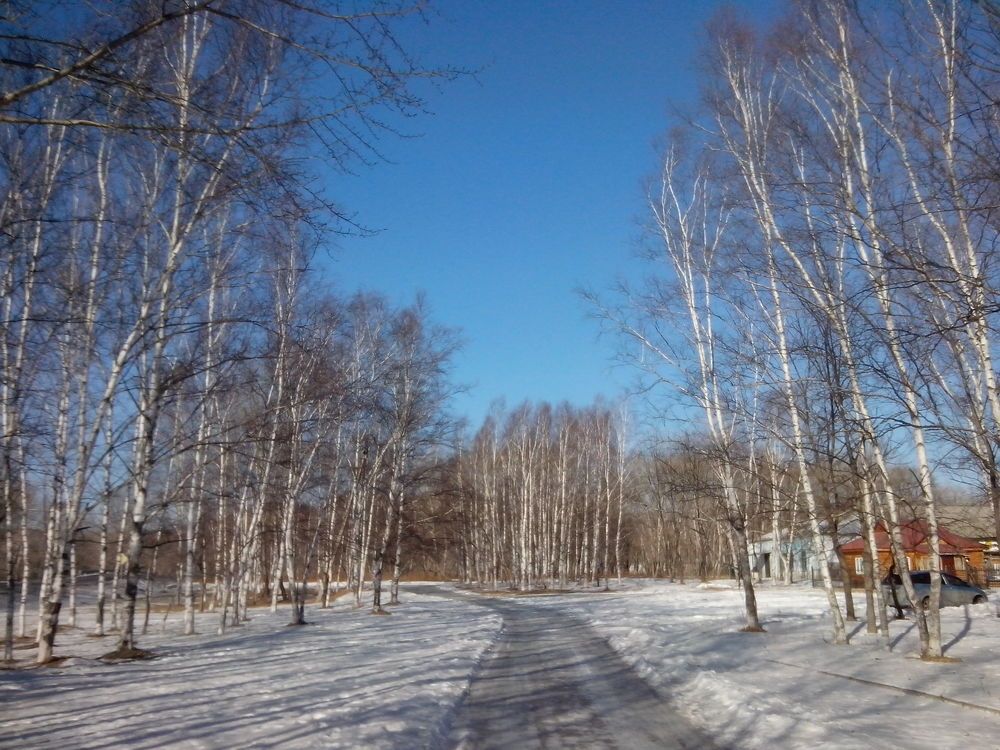 Белые березы