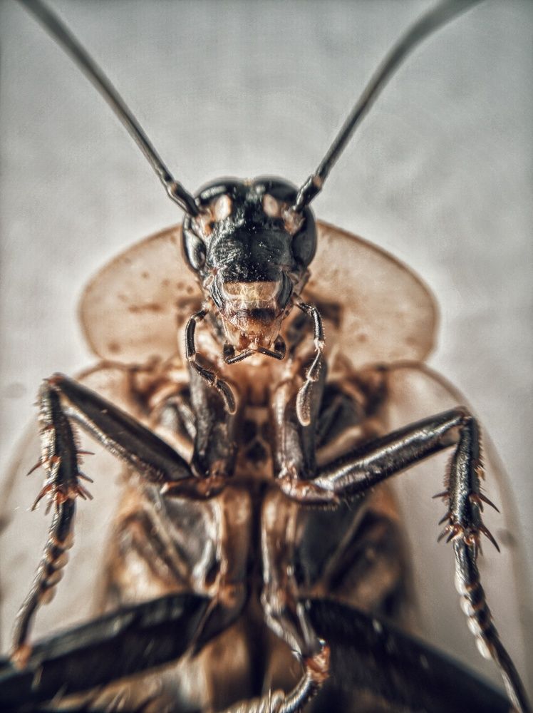 Фото на паспорт