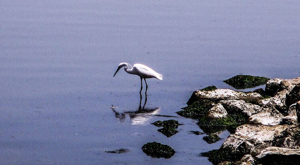 A bird reflection