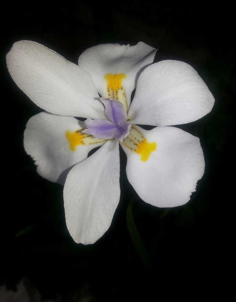Flower my garden