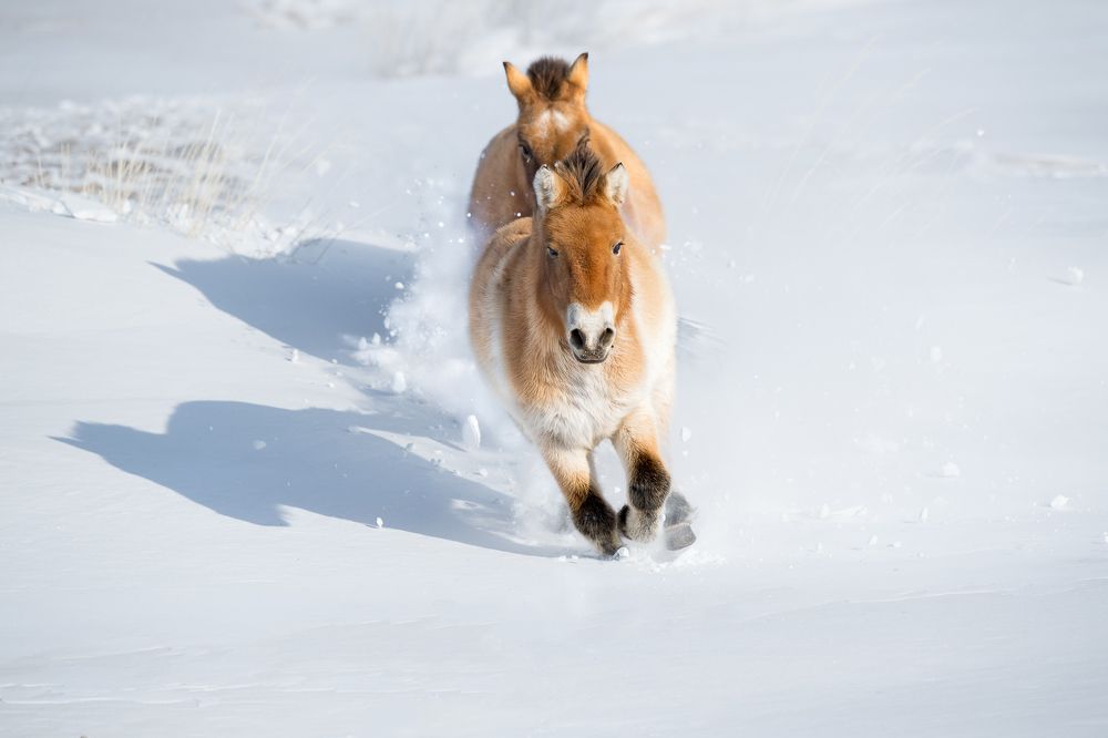 Przewalski Horse