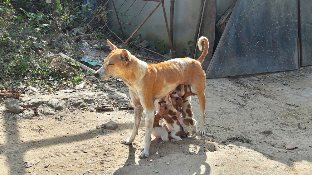 A mother dog feeding milk