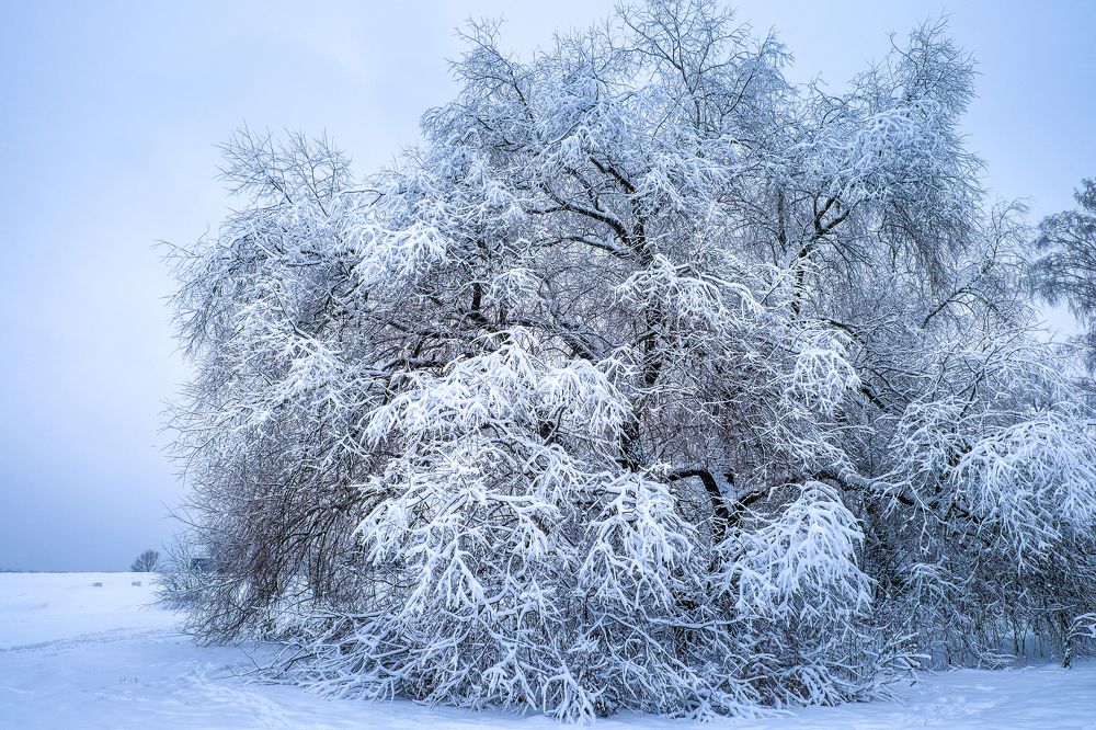 Кружева зимы.
