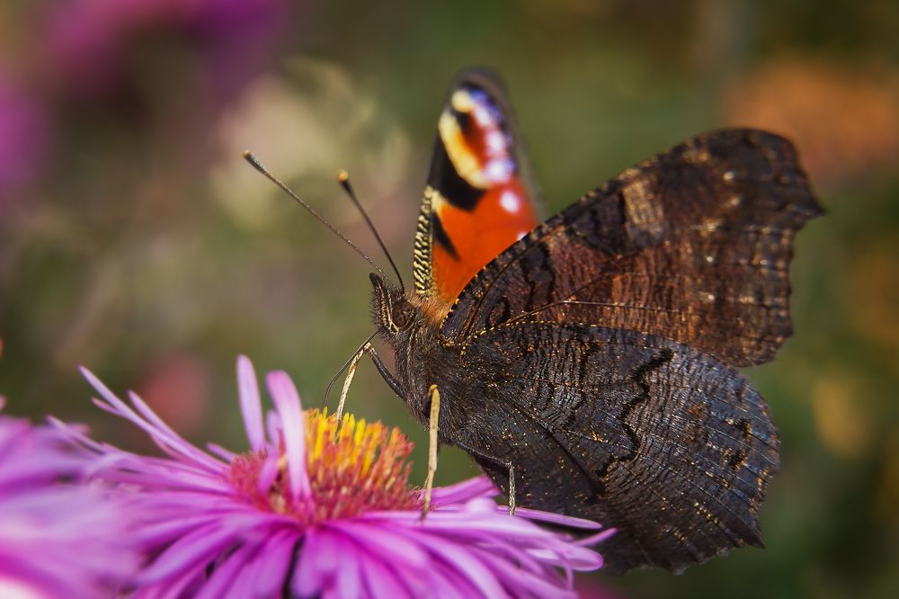 Бабочка...уходящее лето