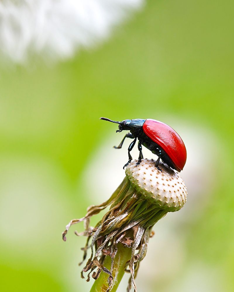 Красный листоед