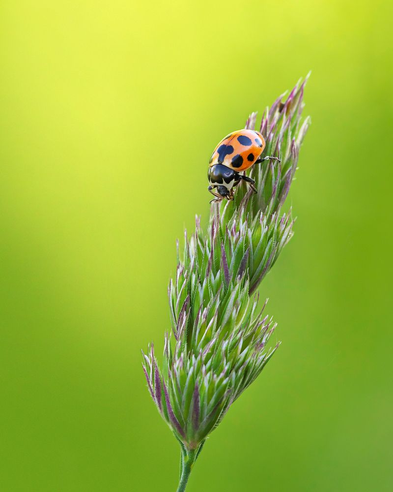 Божья коровка