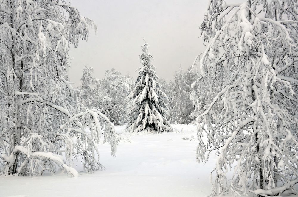 В лесу родилась ёлочка