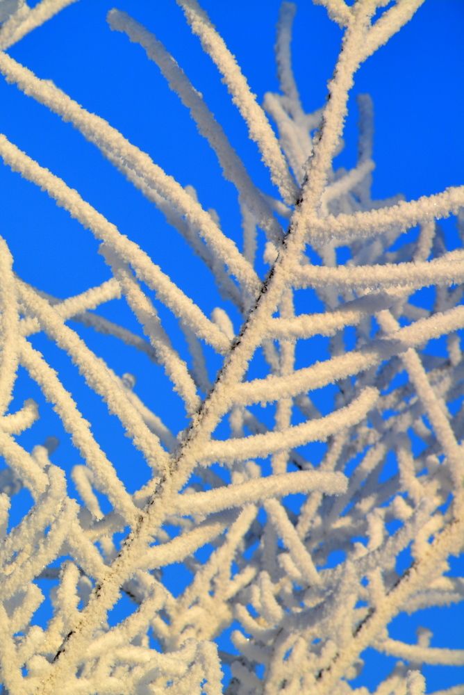 Фотография автора Елена Бракоренко