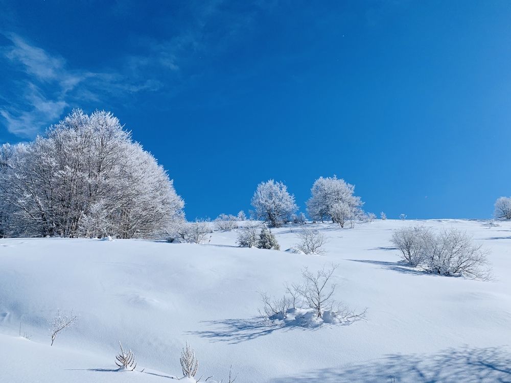 Winter landscape