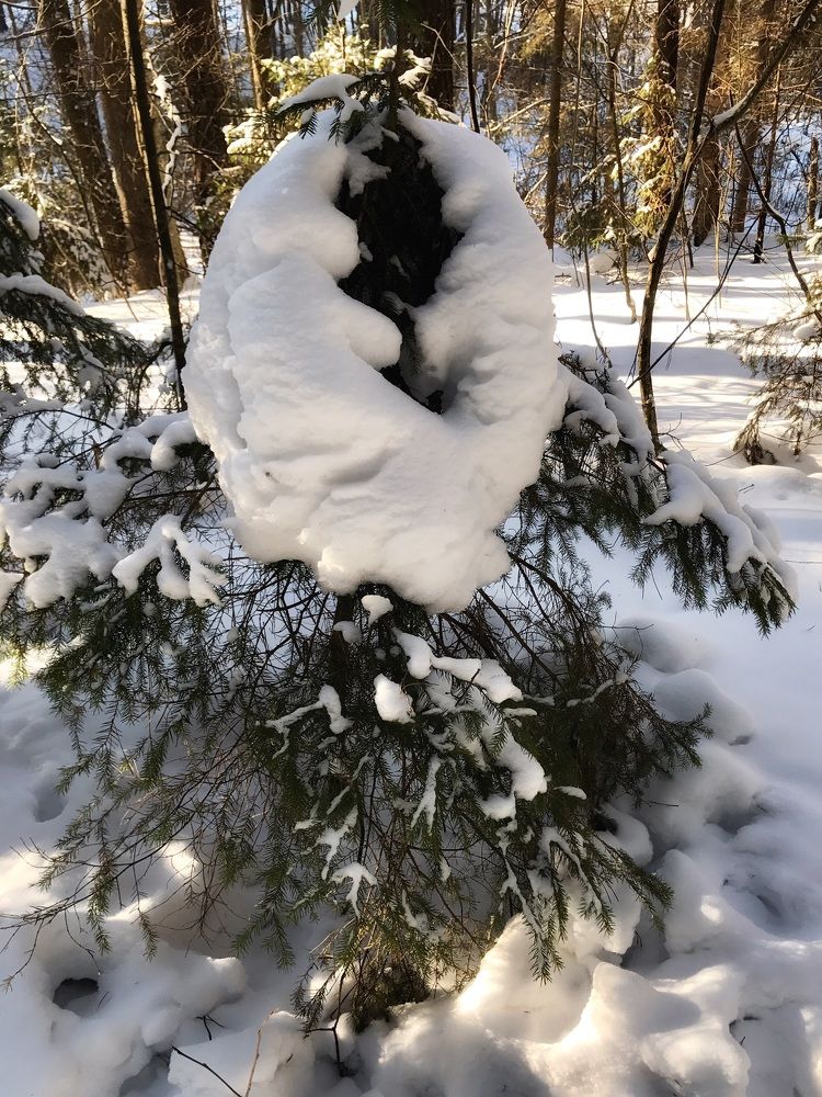 Елка замёрзла
