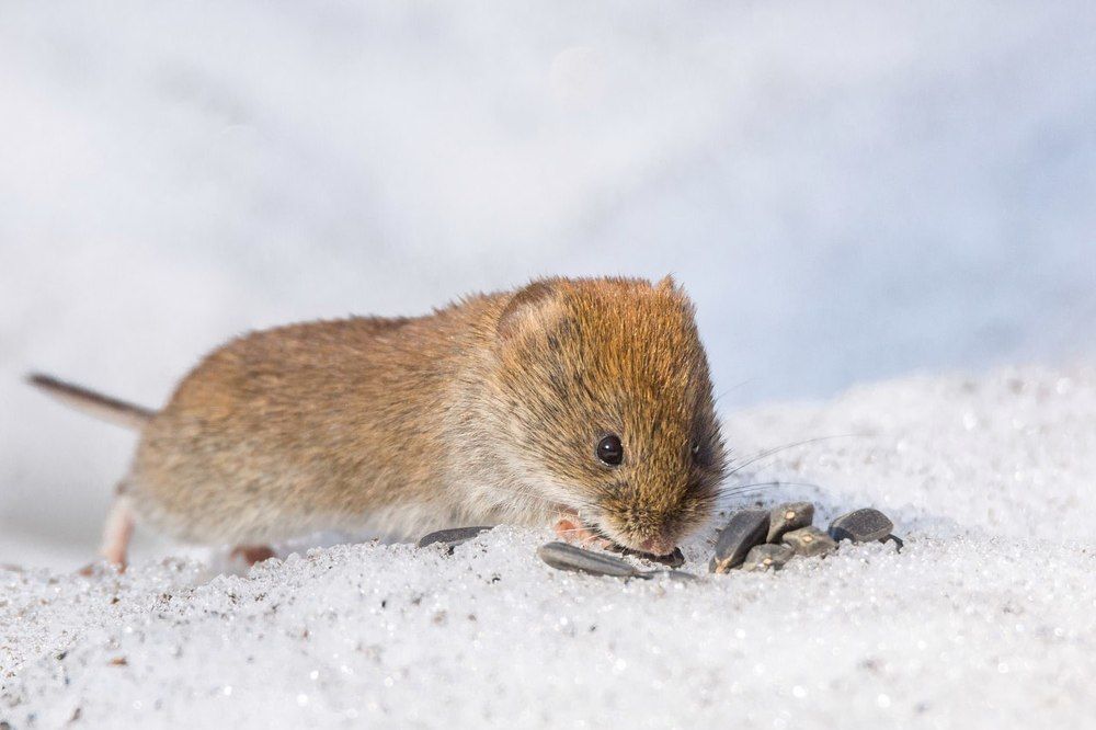 Мышь зимой