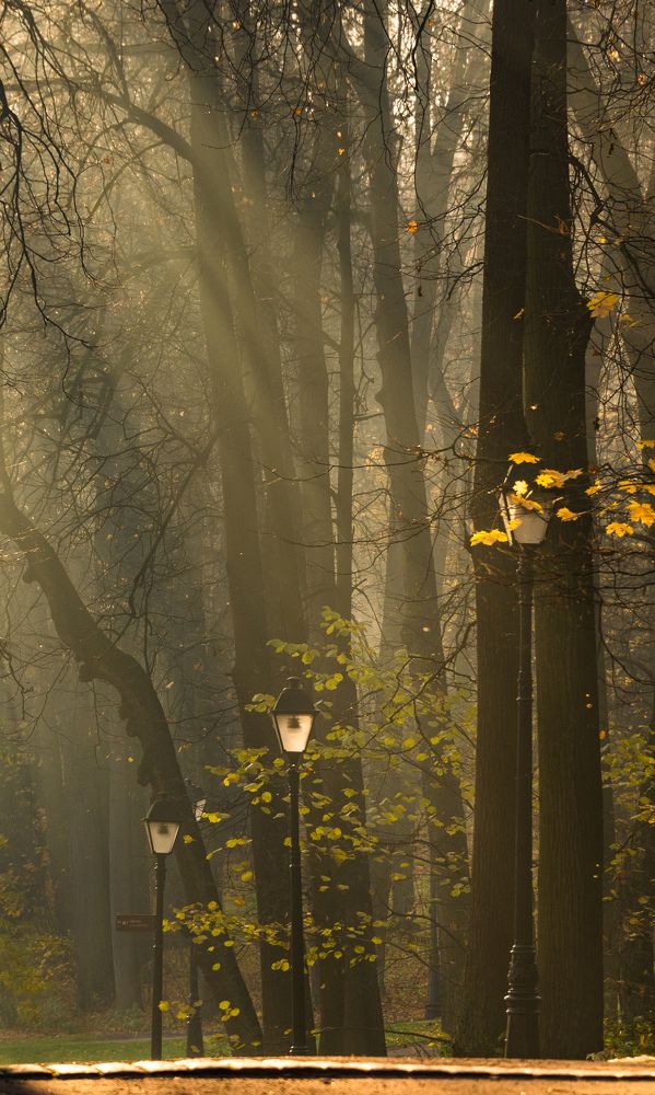 Осенние туманы