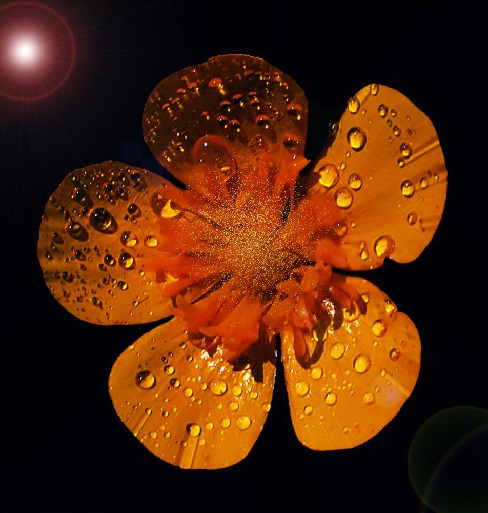 золотое чудо