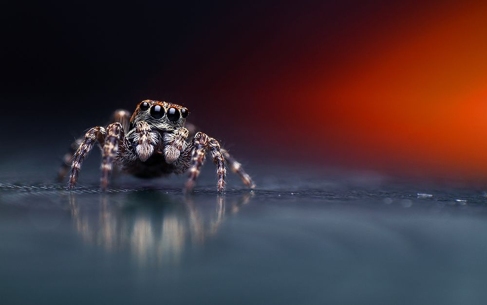 Jumping spider
